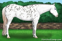 Horse Color:Grullo Splash Appaloosa 