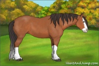 Horse Color:Bay Splash 