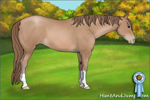 Horse Color: Black Pearl 