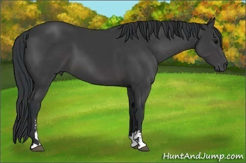 Horse Color: Black Sabino 