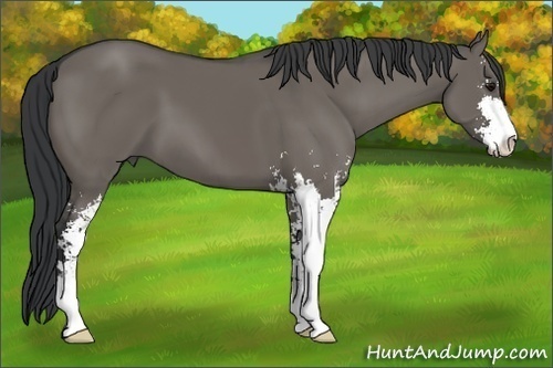 Horse Color: Grullo Sabino 