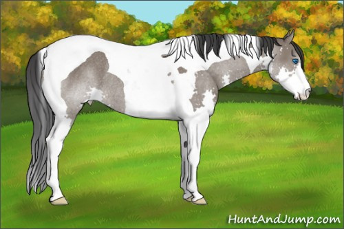 Horse Color: Grullo Splash Tobiano Rabicano 