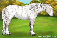 Horse Color:Silver Grullo Splash Appaloosa 