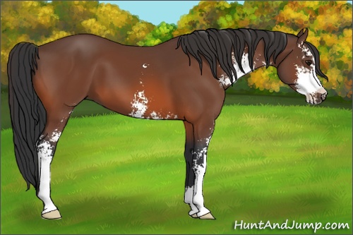 Horse Color: Bay Sabino 