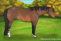 Horse Color:Bay Sabino 