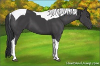 Horse Color:Black Sabino Tobiano 