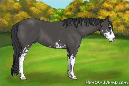 Horse Color: Black Sabino 