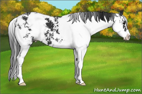 Horse Color: Black Sabino 