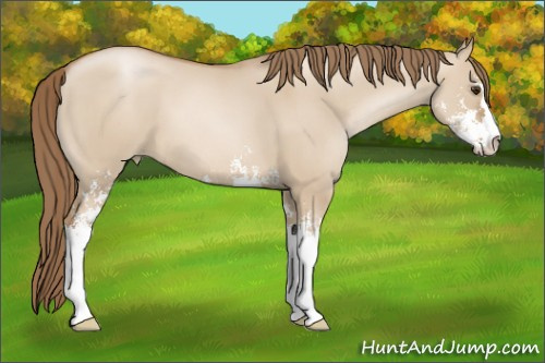 Horse Color: Grullo Pearl Sabino 