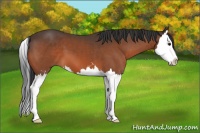 Horse Color:Bay Sabino Splash 