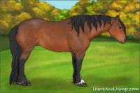 Horse Color:Bay Sabino 
