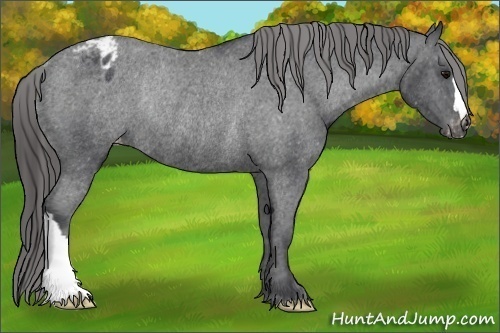 Horse Color:Black Appaloosa Rabicano 
