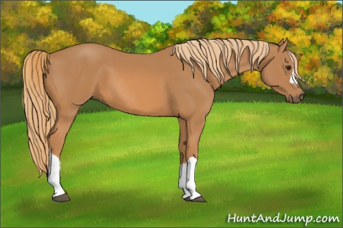 Horse Color: Chestnut 