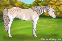 Horse Color:Bay Splash Appaloosa 