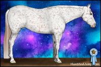 Horse Color:Liver Chestnut Appaloosa
