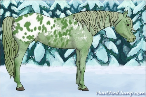 Horse Color: Unknown 