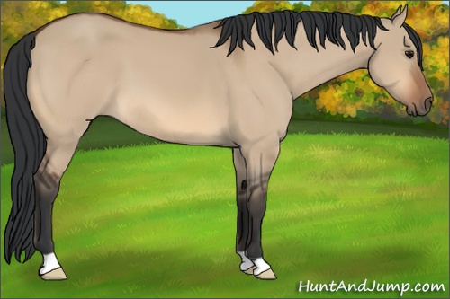 Horse Color: Bay Dun 