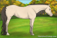 Horse Color:Amber Cream Champagne 