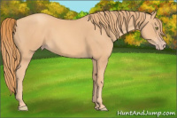 Horse Color:Gold Champagne 