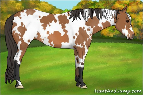 Horse Color: White Spotted Bay 