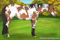 Horse Color:White Spotted Bay 