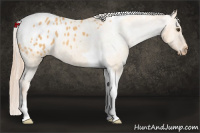 Horse Color:Chocolate Palomino Dun Tobiano Blanket 