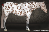 Horse Color:Bay Appaloosa Rabicano 