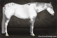Horse Color:White Spotted Black Frame Appaloosa 