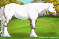 Horse Color:White Spotted Silver Bay Appaloosa