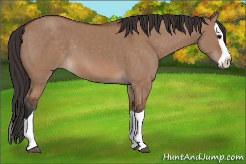Horse Color: Unknown 