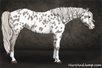 Horse Color:Silver Blue Roan Splash Near Leopard 