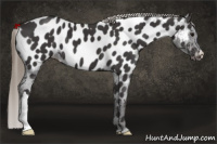Horse Color:Smoky Black Near Leopard 