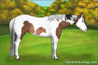 Horse Color:Bay Splash Tobiano Rabicano 