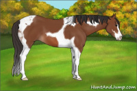 Horse Color:Bay Sabino Tobiano