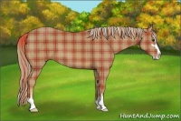 Horse Color:Plaid  Chestnut Sabino 