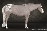 Horse Color:Silver Black Splash Appaloosa 