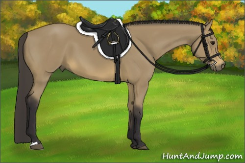 Horse Color: Buckskin 