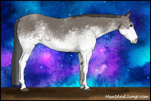 Horse Color: White Spotted Black 