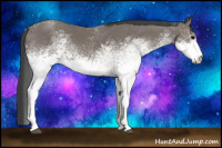 Horse Color:White Spotted Black 