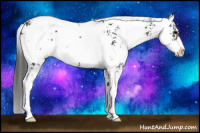 Horse Color:Black Sabino 