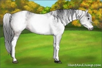 Horse Color:Gray White Spotted Brown