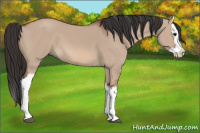 Horse Color:Bay Dun Splash