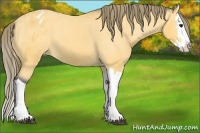Horse Color:Buckskin Splash Varnish 