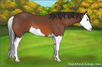 Horse Color:Bay Splash 