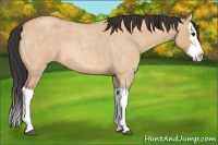 Horse Color:Bay Roan Dun Splash 