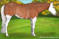 Horse Color:Silver Brown Splash Rabicano 