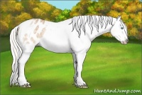 Horse Color:Gray Silver Perlino Dun Splash Tobiano Appaloosa