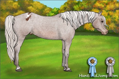 Horse Color: Silver Bay Blanket 