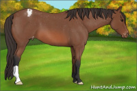 Horse Color:Bay Roan Snowcap 