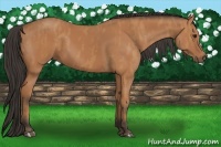 Horse Color:Bay  Brindle